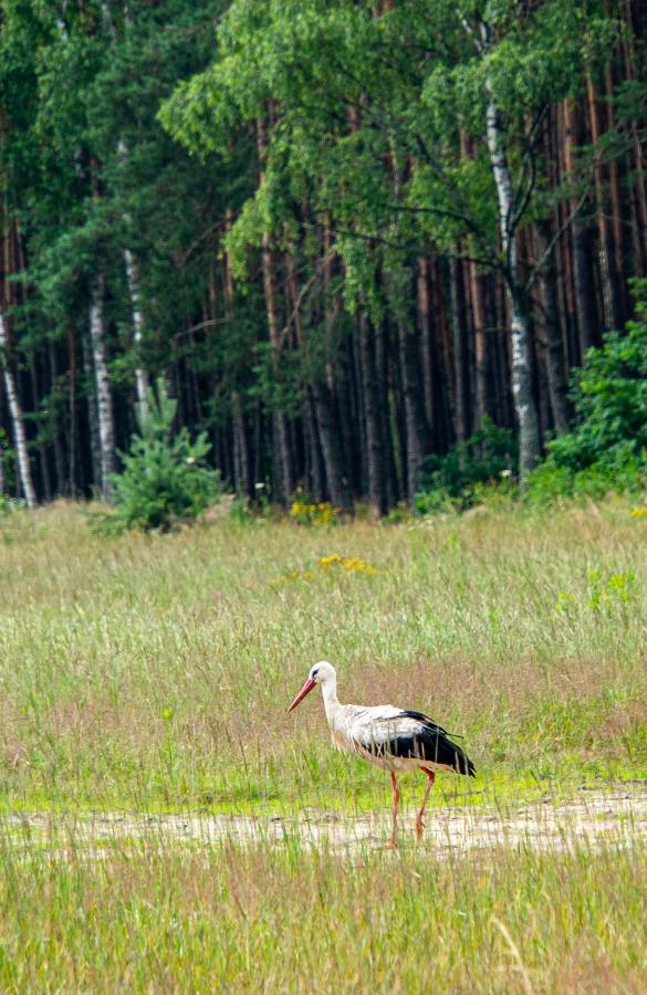 Siedlisko Pod Lasem Zwierzyniec Esterno foto